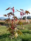 Ricinus communis001.JPG