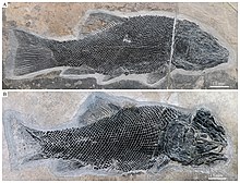 Robustichthys.jpg