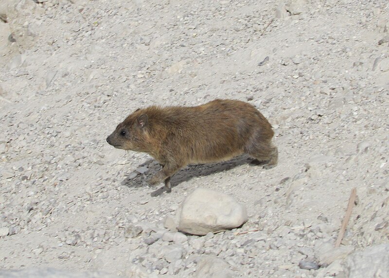 File:Rock hyrax running.jpg