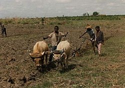 In Africa, children work with their families and communities as part of training and aiding production, and this is not defined as harmful or exploitative child labour. The training includes ploughing (above), weeding, herding livestock, fertilizer, pesticide application and harvesting under supervision and local regulations Rolako ploughing.jpg