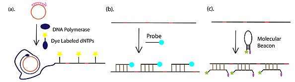 The detection methods of RCA product Rolling circle amplification detection.jpg