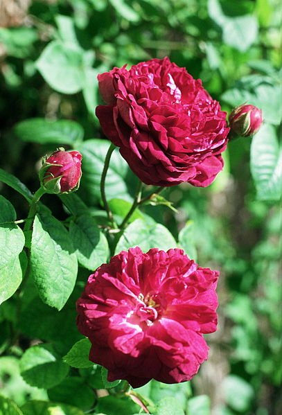 File:Rosa 'Cardinal de Richelieu'.jpg