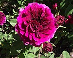 Rosa prospero.jpg