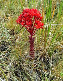 Rosularia sempervivoides Rosularia sempervivoides 11.jpg