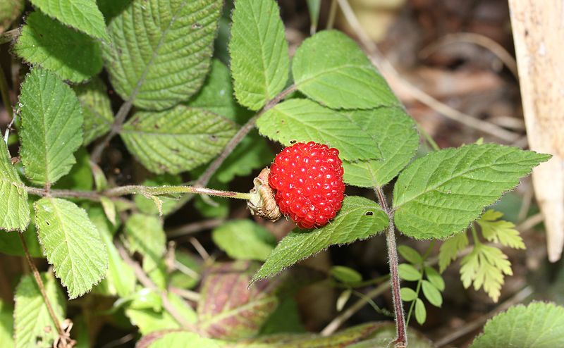 File:Rubus hirsutus (leaf and fruits).JPG