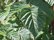 R. idaeus leaves Rubus idaeus leaf.JPG