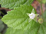 Miniatura para Rubus leucodermis