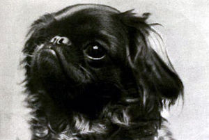 King Charles Spaniel: Sejarah, Perihal, Perangai