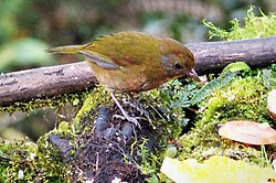 Rufous-naped Bellbird. Aleadryas rufinucha (48826745946) (cropped).jpg