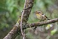 * Nomination Rufous-winged Fulvetta. By User:Mildeep --Nirmal Dulal 06:48, 3 April 2024 (UTC) * Promotion  Support Good quality. --Nikride 11:34, 3 April 2024 (UTC)