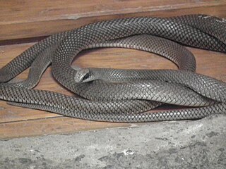 Rufous beaked snake Species of snake