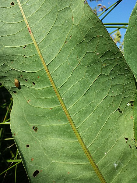 File:Rumex hydrolapathum sl4.jpg