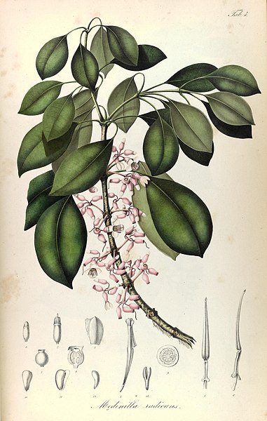 File:Rumphia, sive, Commentationes botanicæ¦ imprimis de plantis Indiæ¦ Orientalis (8329473079).jpg