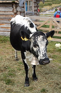 Colour-sided Coat pattern of cattle