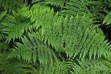 Fern plants at Muir Woods, California