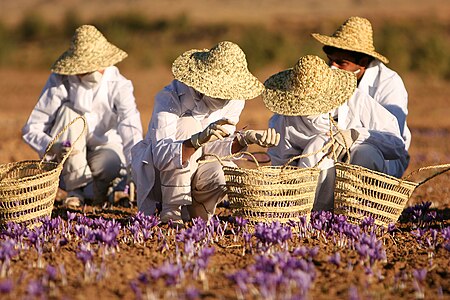 Workers at a saffron farm, Torbat heydariyeh, Razavi Khorasan province, Iran