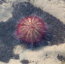 Salmacis bicolor, Singapore.jpg