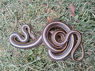 <i>Salvadora bairdi</i> Species of snake
