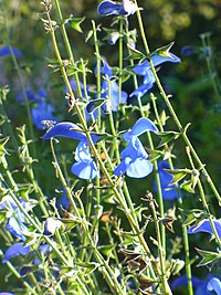Salvia patens (Scott Zona) 001.jpg