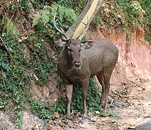 Sambar deer in the Nilgiris road side Sambar deer in the Nilgiris.jpg