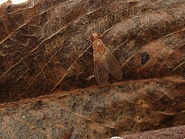 Sapromyzosoma laevatrispina