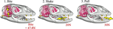 Graph showing bite force of the savannah monitor while feeding Savannah Monitor Skull.png