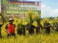Harvesting of newly created rice fields in Merauke Sawah Merauke 2012.jpg