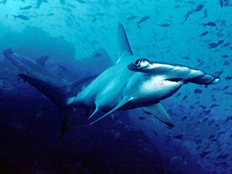 In a milestone decision in 2013, CITES prohibited international trade in the fins of the scalloped hammerhead (pictured) and four other shark species. Scalloped hammerhead cocos.jpg