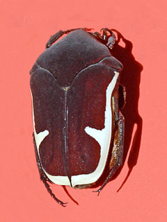 <i>Gymnetis holosericea</i> Species of beetle