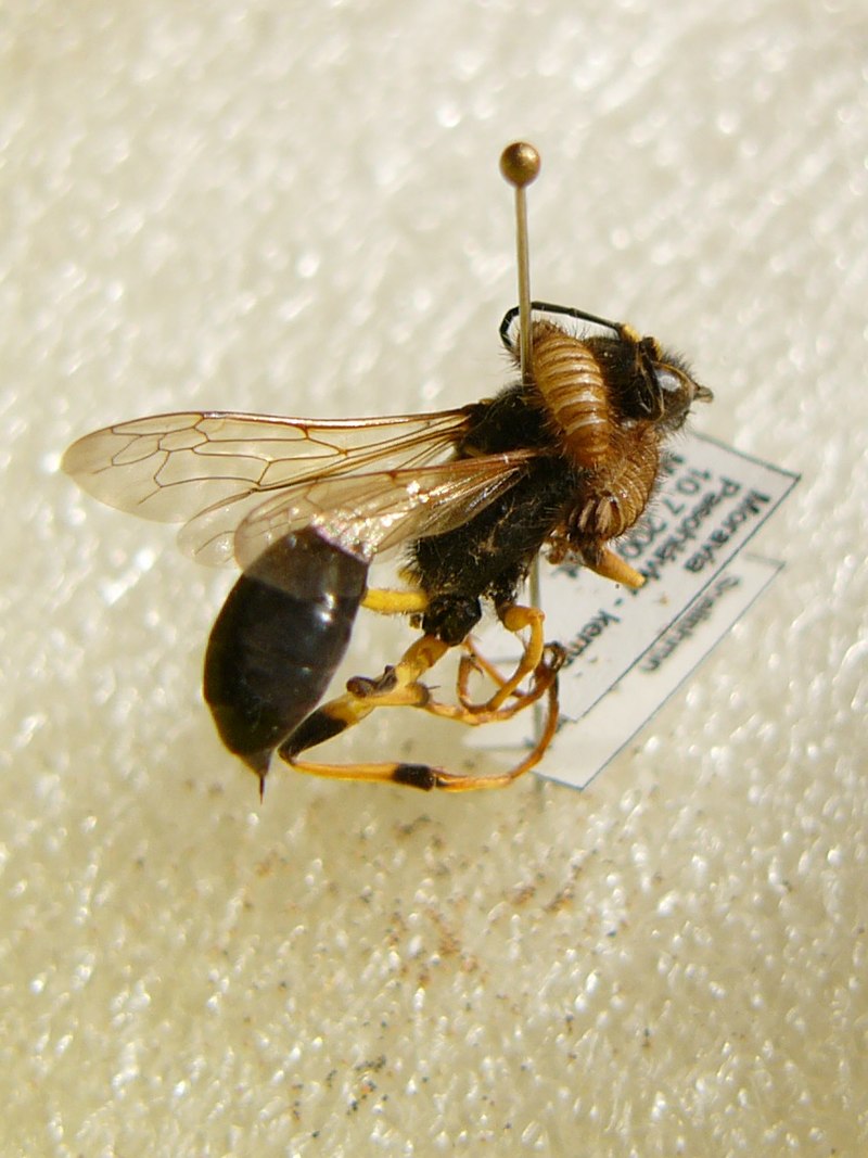 https://upload.wikimedia.org/wikipedia/commons/thumb/e/ee/Sceliphron_and_pest.jpg/800px-Sceliphron_and_pest.jpg