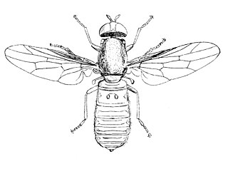 Scenopinidae Family of flies