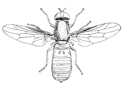 Муха окно. Scenopinidae. Diptera рисунки. Diptera Oestridae рисунок с подписями. Семейство темнушки Scenopinidae.