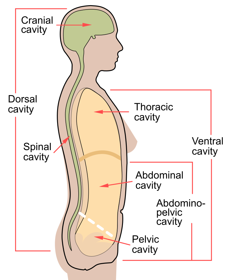 Body cavity - Wikipedia