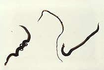 Schistosoma mansoni, жұп (сол жақта), әйел (орталықта) және еркек (оң жақта).