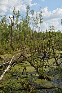 Schleswig-Holstein, Hasenmoor, FFH-Gebiet Hasenmoor NIK 0745.JPG