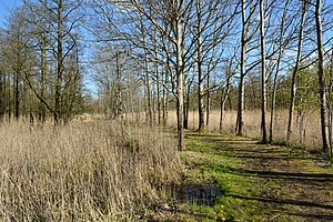 Schleswig-Holstein, Lunden, Landschaftsschutzgebiet und Naturerlebnisraum NIK 5785.jpg