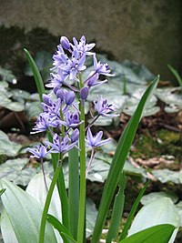 Scilla lilio-hyacinthus01.jpg