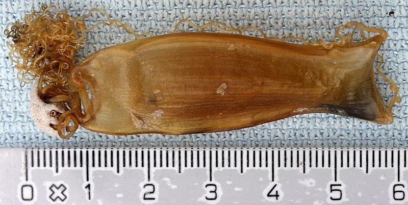 File:Scyliorhinus canicula-egg1.jpg