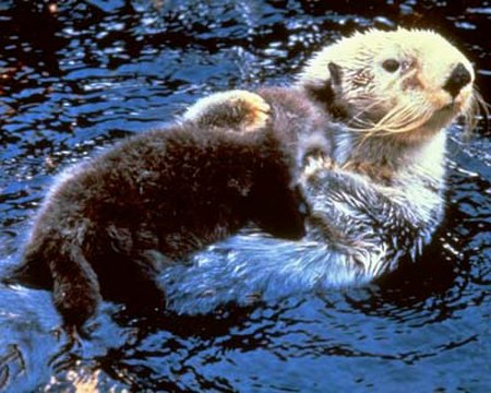 Sea otter.jpg