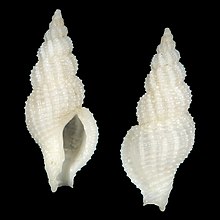 Seashell Cantharus petwayae.jpg