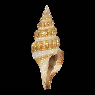 <i>Clathurella colombi</i> Species of gastropod