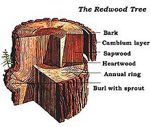 Trunk in sectional view