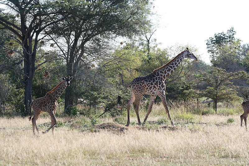 File:Selous Game Reserve-Giraffes.jpg