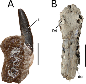 File:Sericodon.png