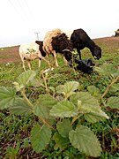 Sheep grazing on grass.jpg