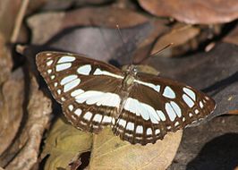 Phaedyma columella