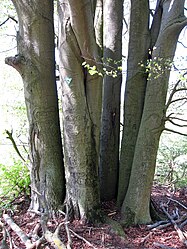 Seven-trunk beech near Diebach, 4.jpg