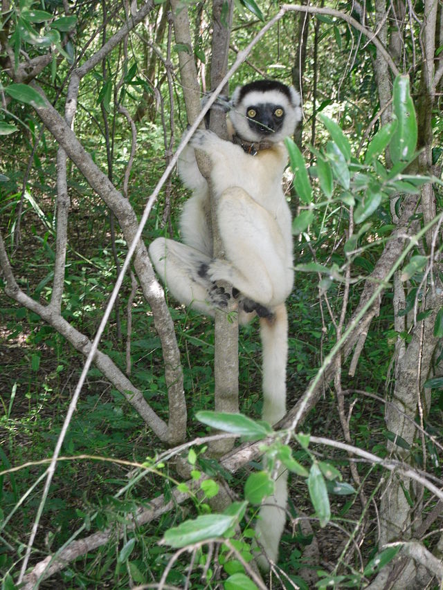 Larvensifaka im Naturreservat