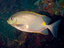 Сиганус guttatus Golden Rabbitfish.jpg 