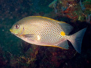 Orange-spotted spinefoot Species of fish